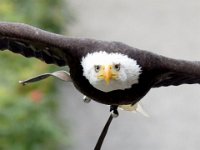 Weisskopfseeadler 135